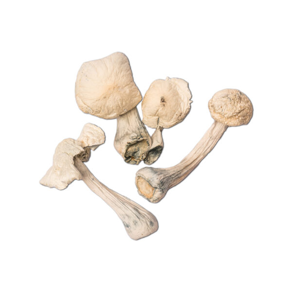 Buy Albino Penis Envy Mushrooms Online